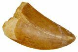 Serrated, Carcharodontosaurus Tooth - Real Dinosaur Tooth #372295-1